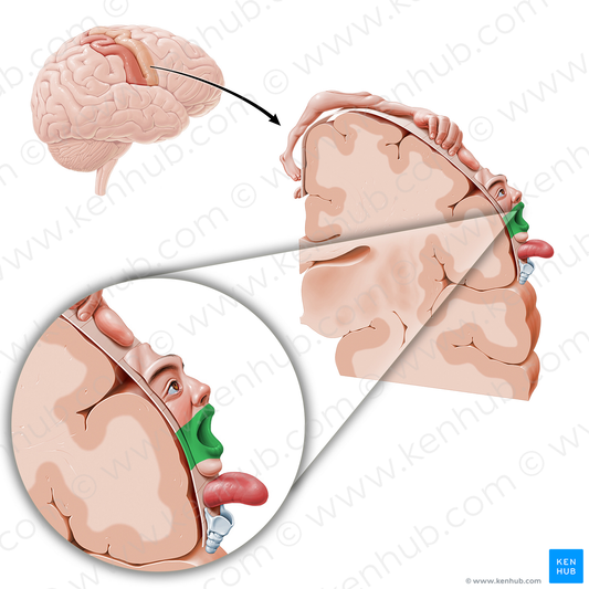 Motor cortex of lips (#11078)