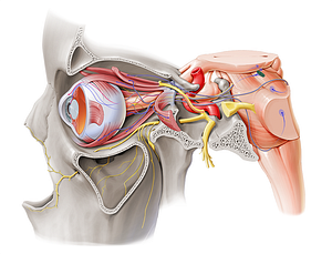 Nucleus of oculomotor nerve (#7229)