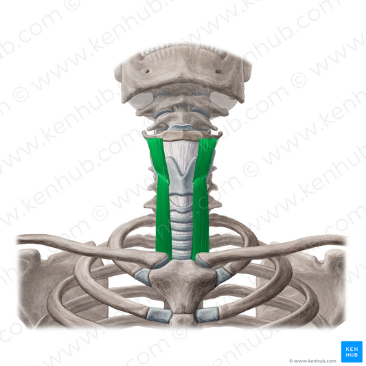 Thyrohyoid muscle & sternothyroid muscle (#6099)