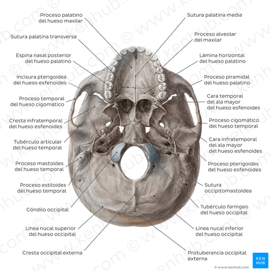 Inferior base of the skull - Landmarks (Spanish)