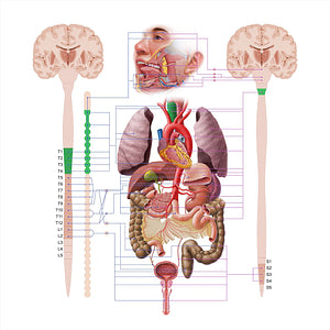 Trachea (#18591)