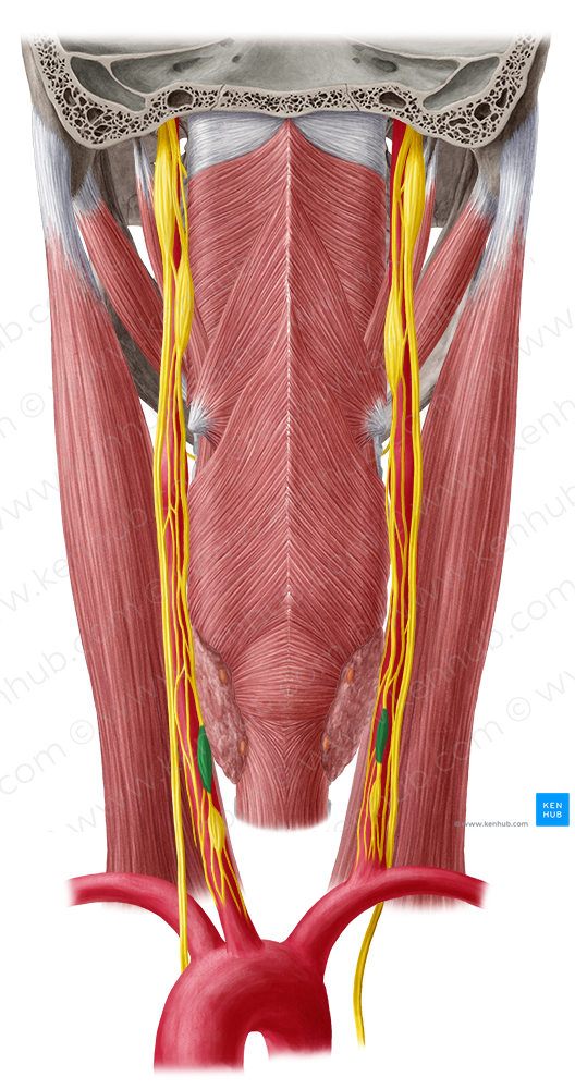 Middle cervical ganglion (#3950)