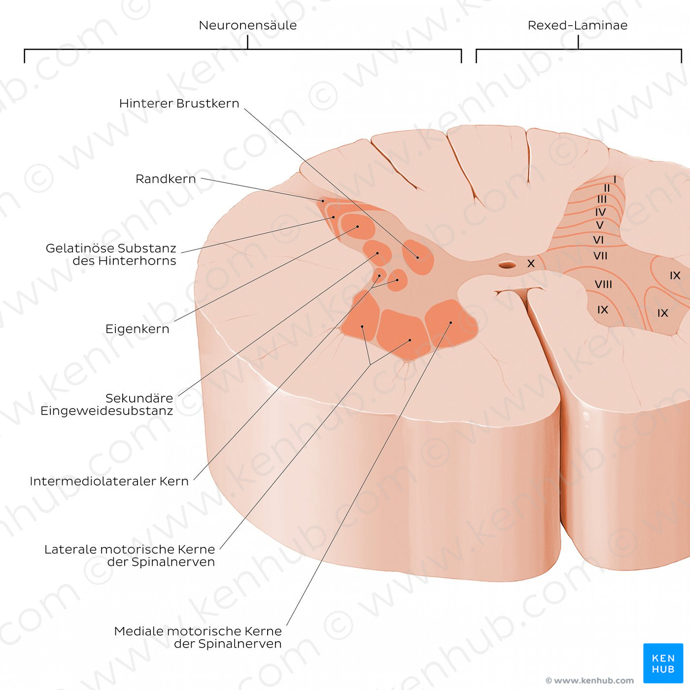 Spinal cord: Cross section (Gray matter) (German)