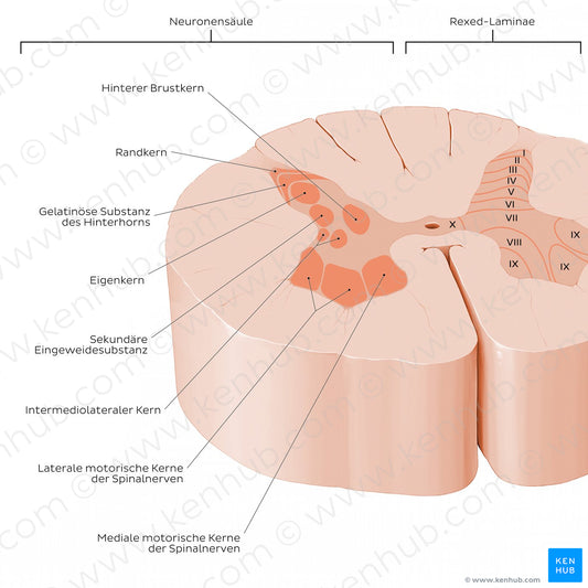 Spinal cord: Cross section (Gray matter) (German)