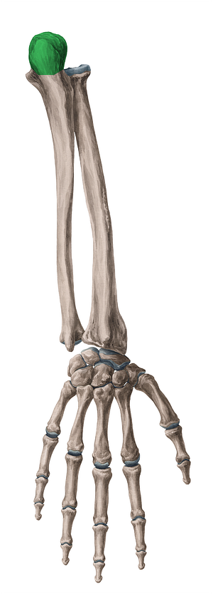 Olecranon of ulna (#7310)