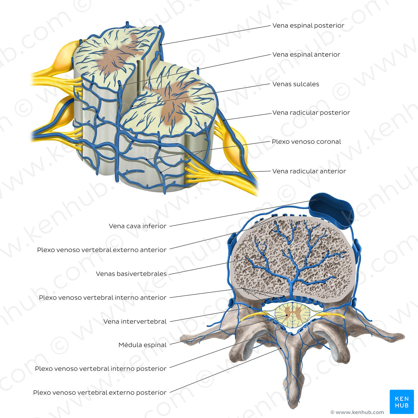 Veins of the spinal cord (Spanish)