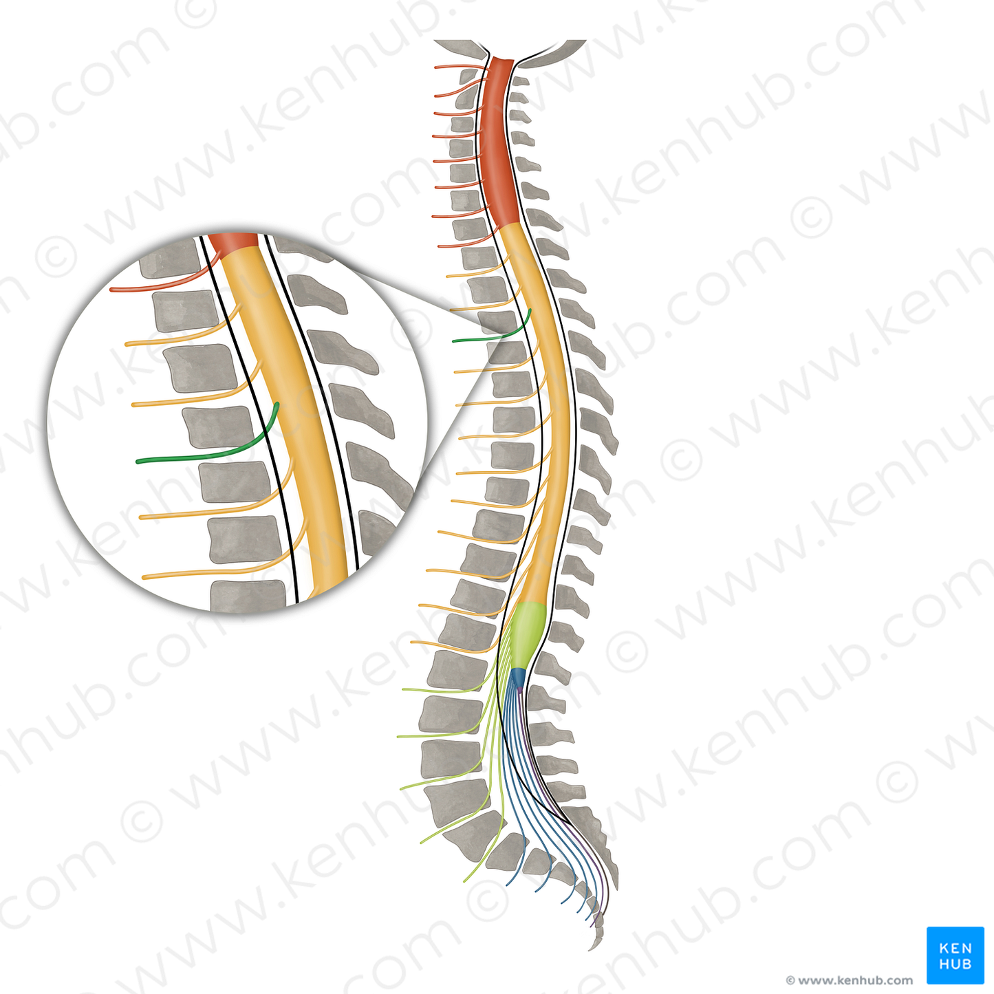 Spinal nerve T3 (#16149)