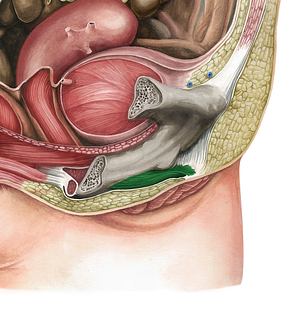 Ischiocavernosus muscle (female) (#5504)