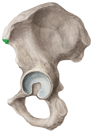 Anterior superior iliac spine (#9096)