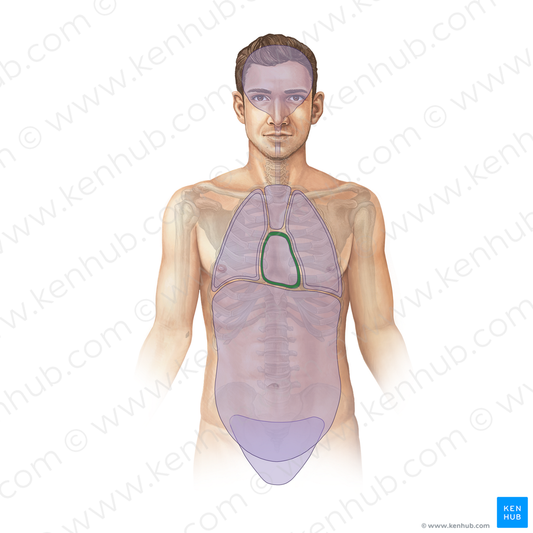 Pericardial cavity (#11700)