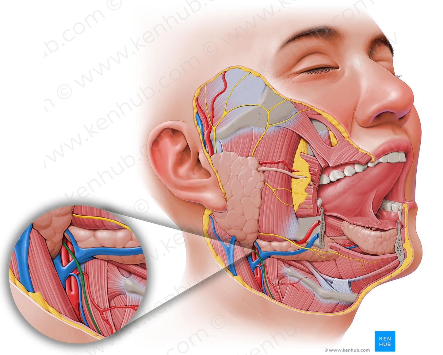 Cervical branch of facial nerve (#8623)