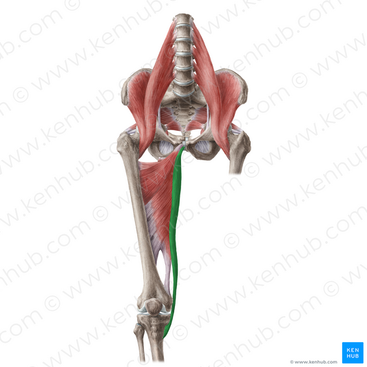 Gracilis muscle (#19640)