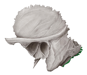 Occipital margin of temporal bone (#4944)