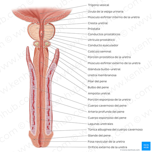 Penis and male urethra (Spanish)