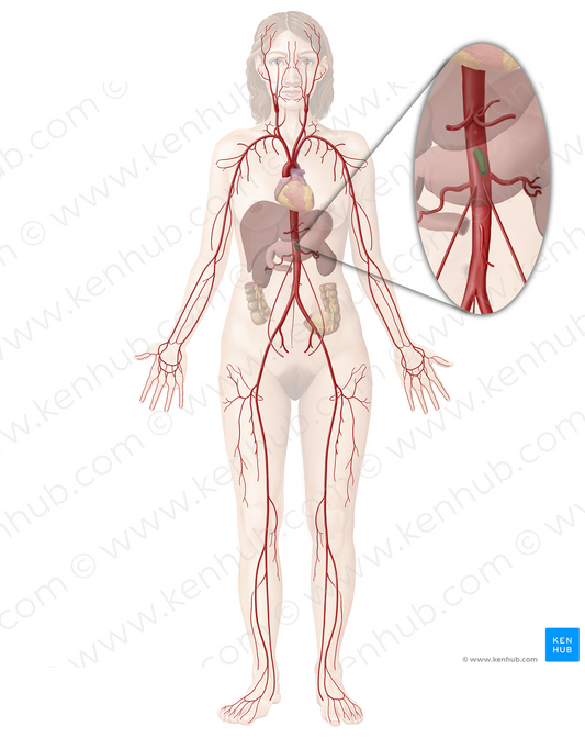 Superior mesenteric artery (#1533)