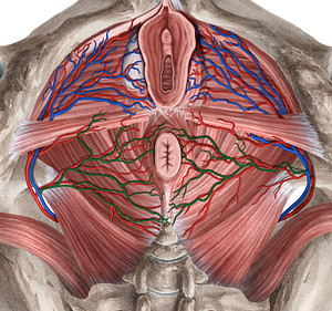 Inferior anorectal veins (#10211)