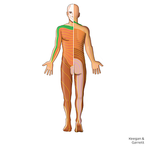 C5 dermatome (#20890)