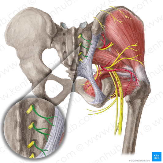 Middle cluneal nerves (#6216)