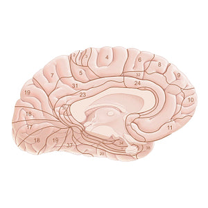 Brodmann areas (medial view) (Latin)