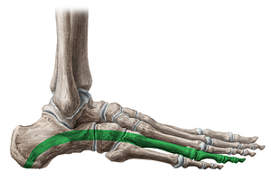 Longitudinal arch of foot (#835)