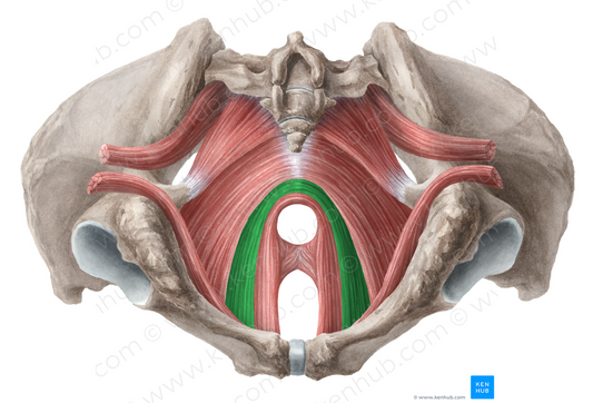 Pubococcygeus muscle (#5800)