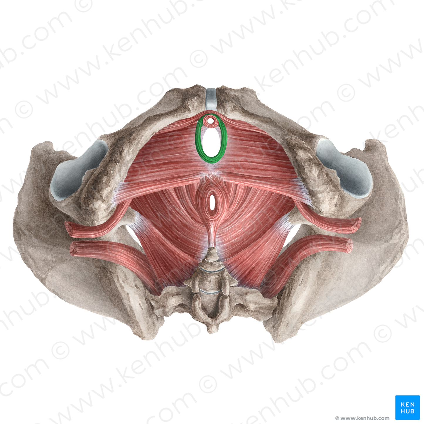 Sphincter urethrovaginalis (#21256)