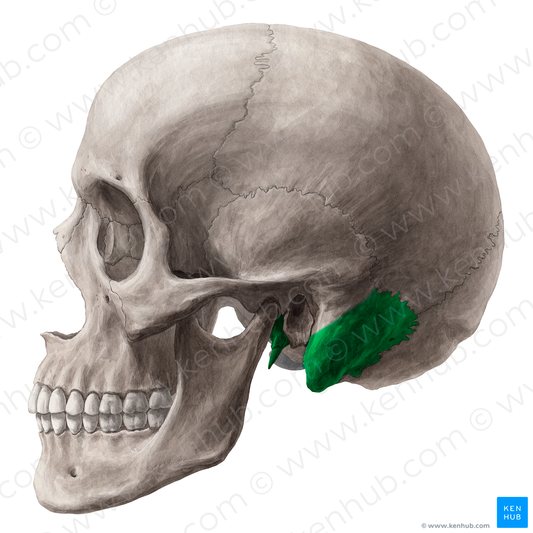 Petrous part of temporal bone (#7757)