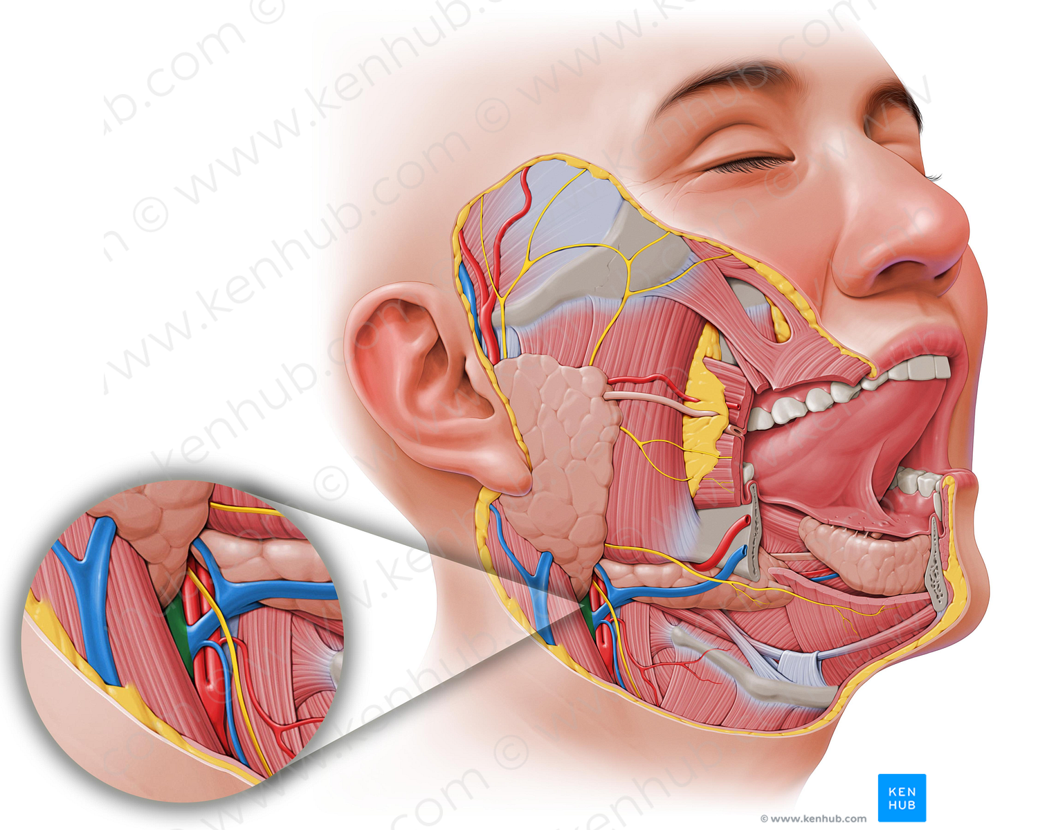 Internal jugular vein (#10354)