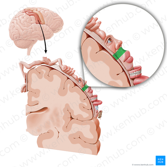 Sensory cortex of face (#11041)