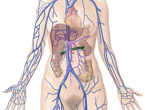 Renal vein (#10547)