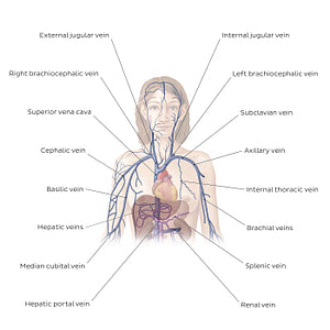 Cardiovascular system: Veins of the upper part of the body (English)