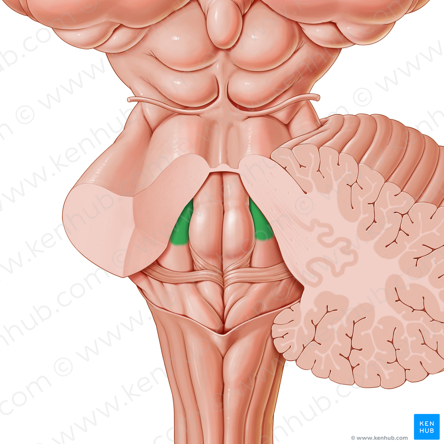 Caerulean nucleus (#4883)