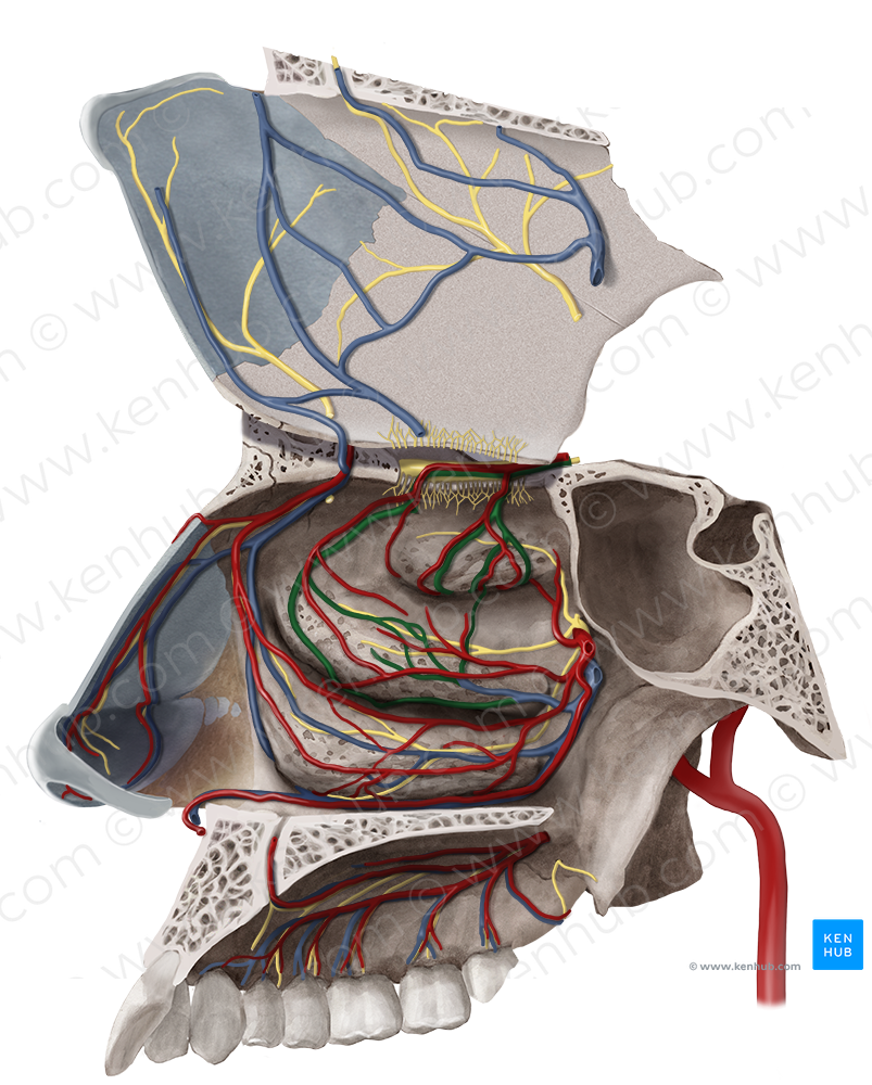 Septal and lateral nasal branches of posterior ethmoidal vein (#8562)