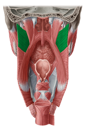 Superior pharyngeal constrictor muscle (#5268)