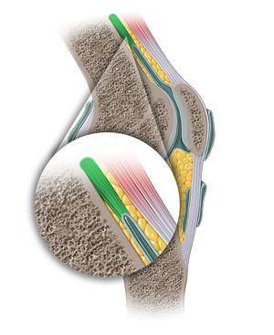 Articularis genus muscle (#13901)