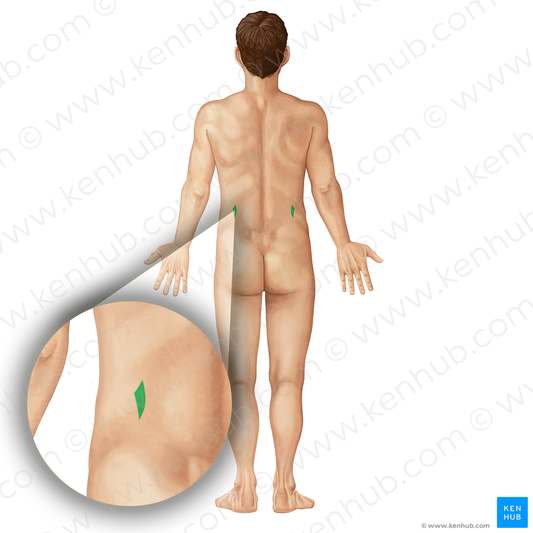 Superior lumbar triangle (#19844)