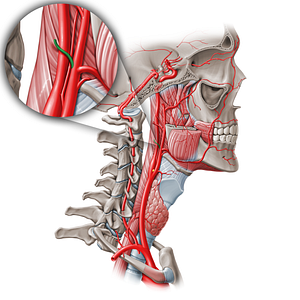 Occipital artery (#1564)