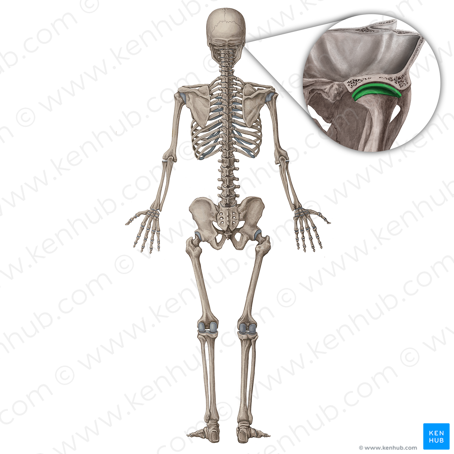 Temporomandibular joint (#19971)