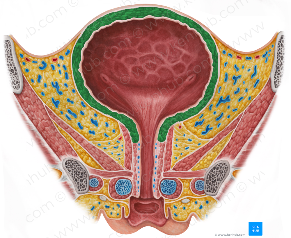 Detrusor vesicae muscle (#5301)