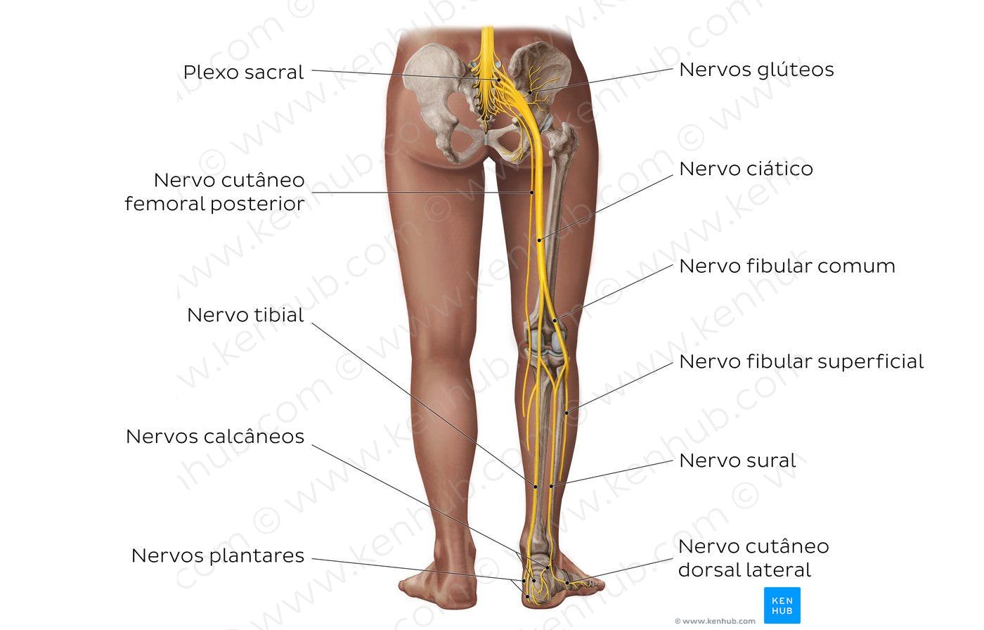 Main nerves of the lower limb - posterior (Portuguese)