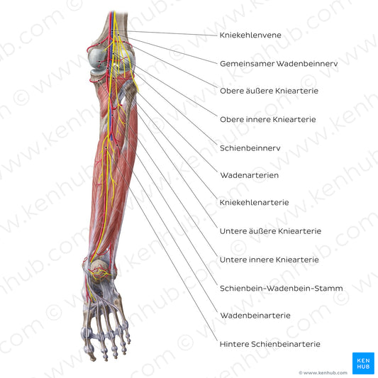 Neurovasculature of the leg and knee (posterior view) (German)