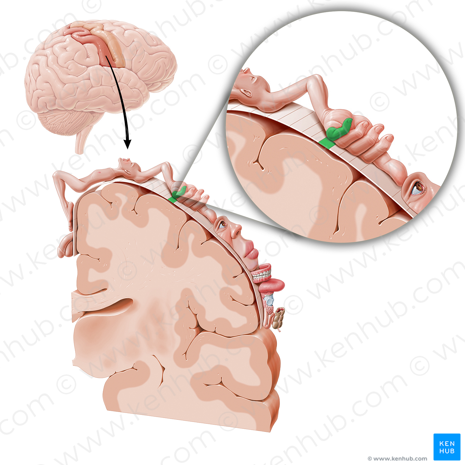 Sensory cortex of little finger (#11051)