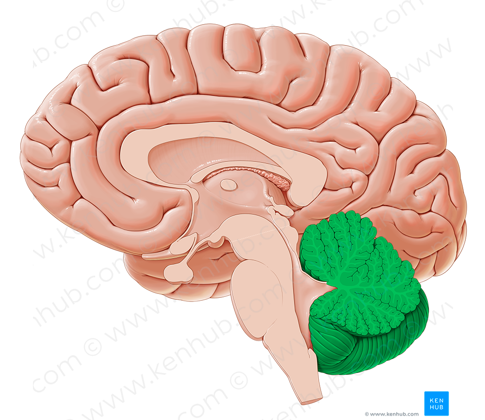 Cerebellum (#2564)