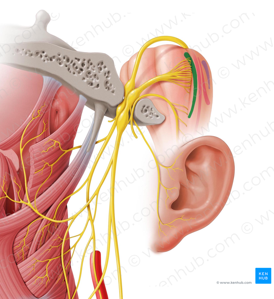 Nucleus ambiguus (#7167)