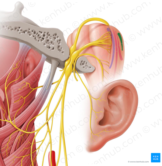 Posterior nucleus of vagus nerve (#7189)