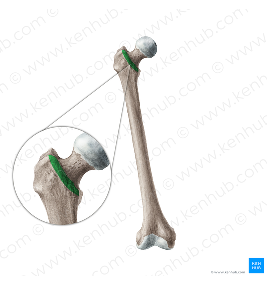 Intertrochanteric line of femur (#19955)