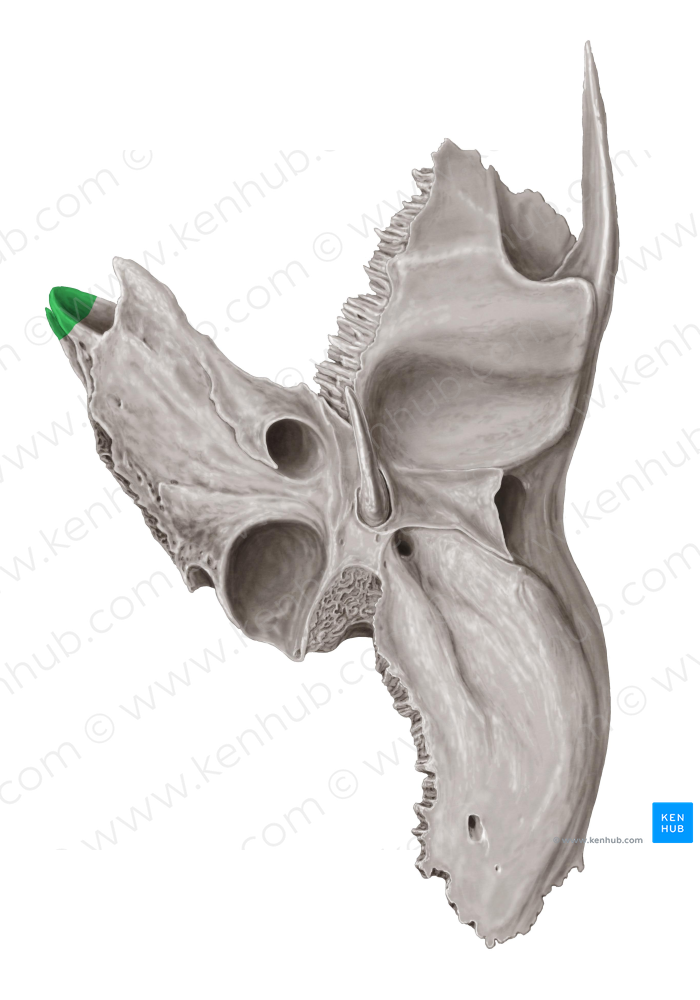 Apex of petrous part of temporal bone (#766)