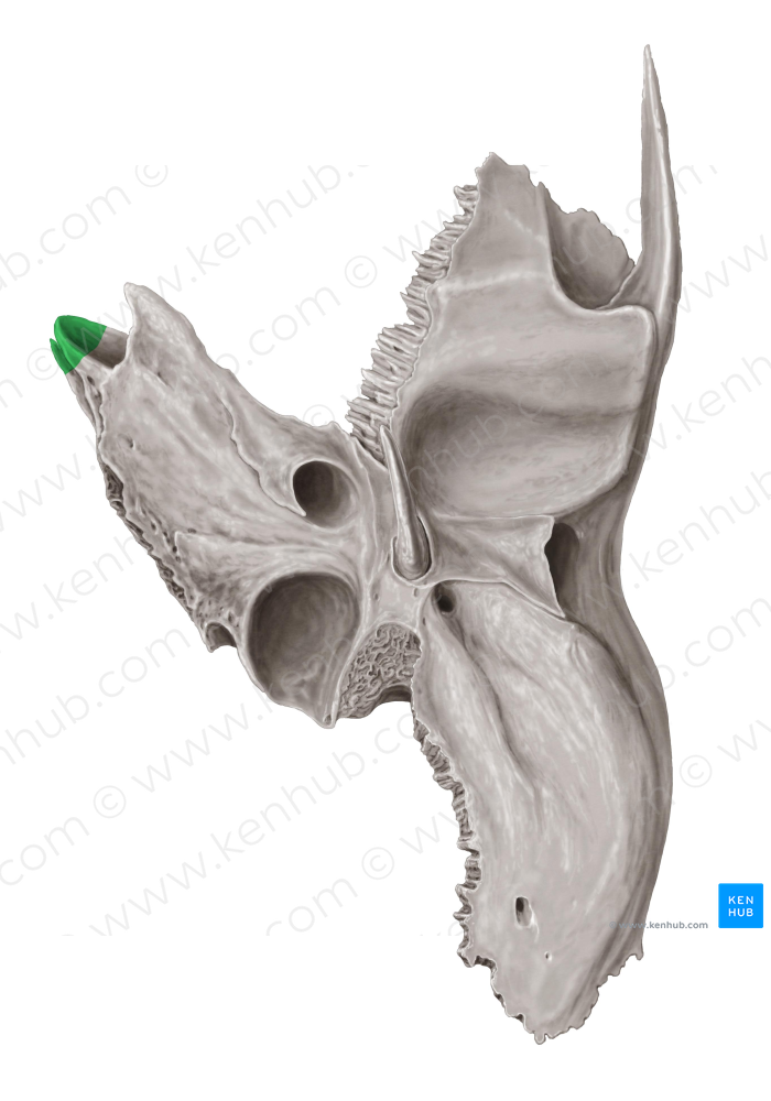 Apex of petrous part of temporal bone (766) Kenhub Image License Store