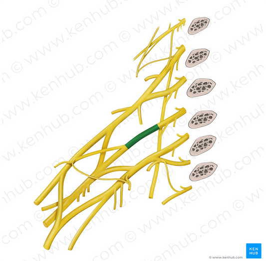 Middle trunk of brachial plexus (#9632)