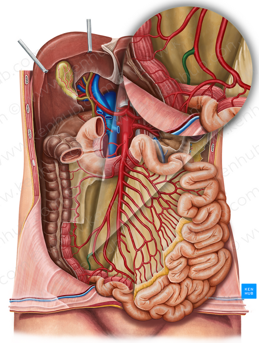 Posterior cecal artery (#918)